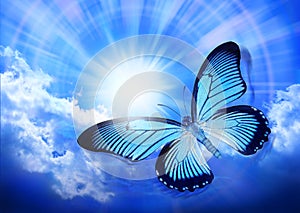 Motýľ modrá obloha slnko príroda 