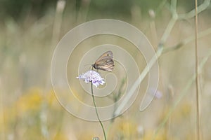 Butterfly Blue Sky Sun Nature