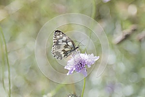 Butterfly Blue Sky Sun Nature