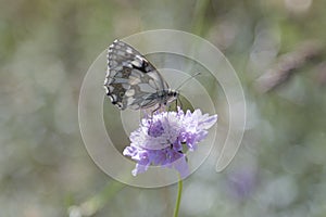 Butterfly Blue Sky Sun Nature