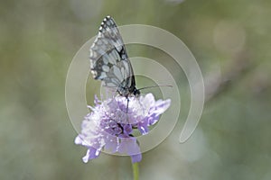 Butterfly Blue Sky Sun Nature