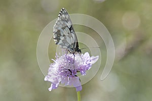 Butterfly Blue Sky Sun Nature