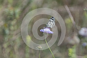 Butterfly Blue Sky Sun Nature