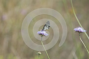 Butterfly Blue Sky Sun Nature