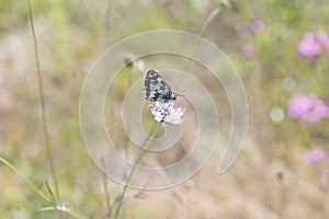 Butterfly Blue Sky Sun Nature