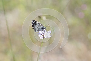 Butterfly Blue Sky Sun Nature