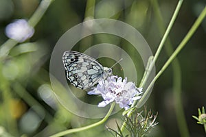 Butterfly Blue Sky Sun Nature