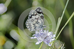 Butterfly Blue Sky Sun Nature