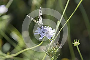 Butterfly Blue Sky Sun Nature