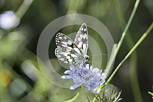 Butterfly Blue Sky Sun Nature