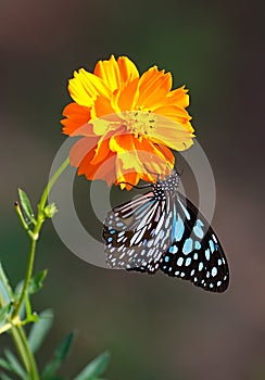 Butterfly Blue tiger on orange flower with dark brown background