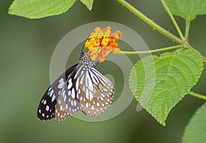 Butterfly of Blue Tiger Species on Lantana Camara Flower