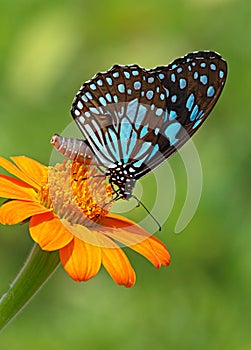 Butterfly Blue tiger or Tirumala limniace on an orange flower