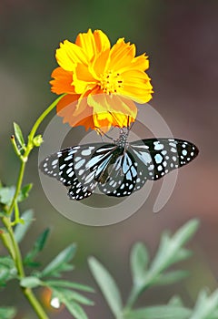 Butterfly Blue tiger or Tirumala limniace on orange flower