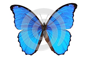 Farfalla blu toni 