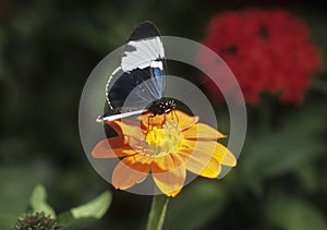 Butterfly Blue and White Longwing sips nectar