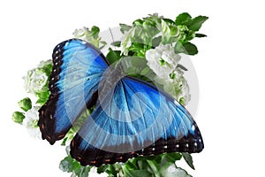 A butterfly with blue wings sits on flowers. isolated on white background, studio photography.