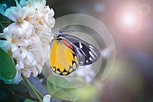 Butterfly with blur background of garden under light and bokeh