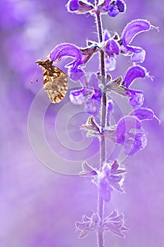 Butterfly Boloria dia on flower with a beautiful violet background in wildlife. Natural light and color macrophotography of Bolo