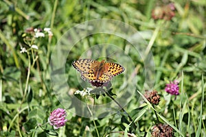 Butterfly - Boloria eunomia standing on the grass.