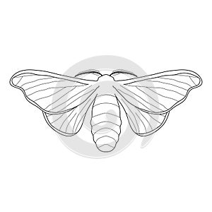 Butterfly Bombyx mori. Sketch of butterfly