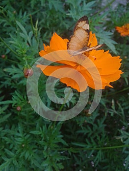 butterfly borboleta flower photo