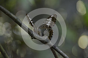 Butterfly, BornÃ©o, Malaisie photo