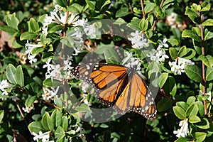 Butterfly in Botanical Garden of Wellington, New Zealand