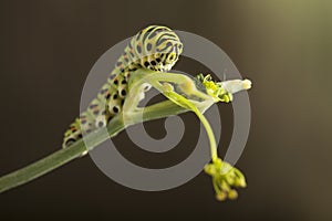 Butterfly and bouquet of field wild flowers in a vase on old boa