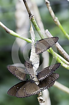 Butterfly on the brance