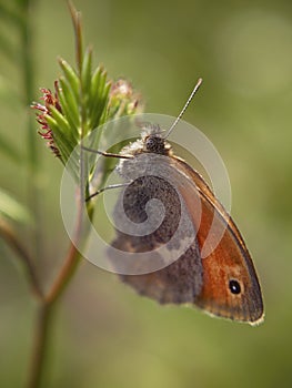 Butterfly on a branch