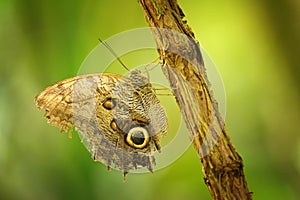 Butterfly on branch with closeup wings showing power of mimicry
