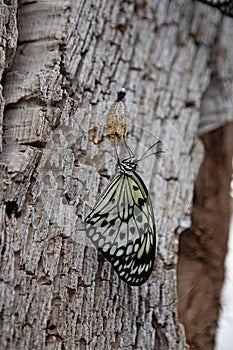 Butterfly on a branch after emerging from an chrysalis