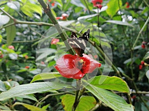 Butterfly on a branch Mariposa en una rama photo