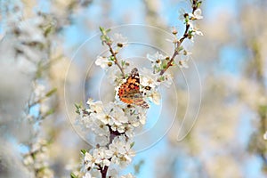 Butterfly on a branch of sakura tree