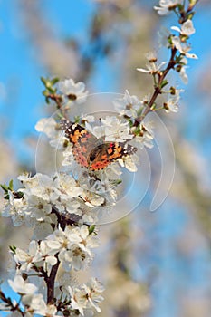 Butterfly on a branch of sakura tree