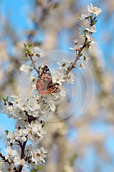 Butterfly on a branch of sakura tree