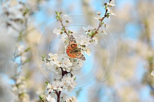 Butterfly on a branch of sakura tree