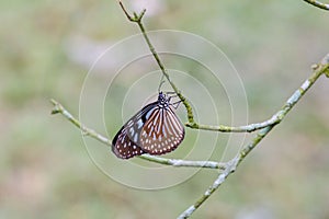 The butterfly on the branch of tree