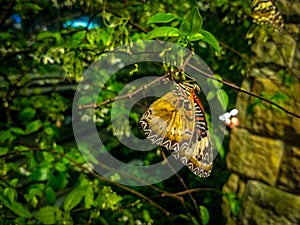 Butterfly on the branch of a tree, butterfly in the garden, colourful butterfly photo