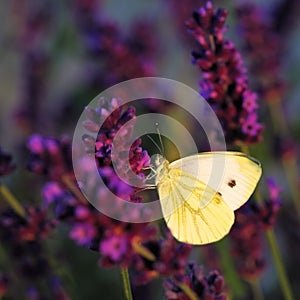 Butterfly - Brassicae Pieris on Lavandula