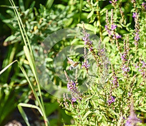 Butterfly brazil pollinates flowers. Brazhnik in flight.