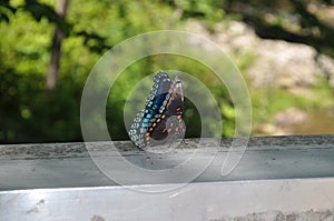 Butterfly Bridge in Linville, North Carolina II