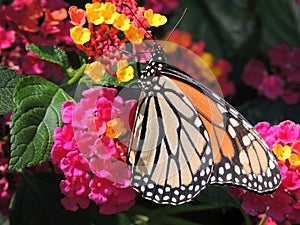 Butterfly among bright flower blossoms.