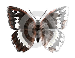 Butterfly Brintesia Circe.