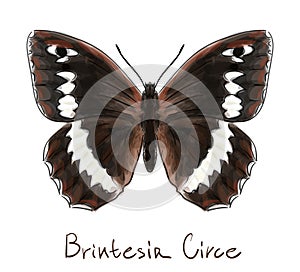 Butterfly Brintesia Circe. photo