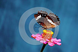 Butterfly with broken wing