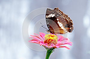 Butterfly with broken wing