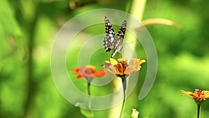 Butterfly With Broken Wing Insect Footage