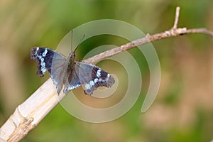 Butterfly with broken wings photo